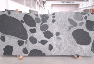 TEXTA DALMATA - 012467